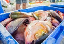 Peixe Popular: Comercialização inicia nesta quarta-feira, 31, em sete pontos da capital