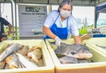 Peixe Popular: estimativa é comercializar 50 toneladas de pescados durante a Semana Santa