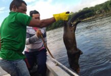 Operação já retirou mais de 2 toneladas de animais mortos do Rio Amapari