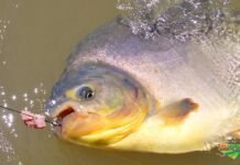 Número de casos compatíveis com síndrome de haff aumenta para oito no Amapá