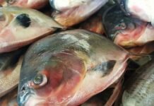 Síndrome de Haff: Amapá monitora dois casos compatíveis e quatro suspeitos